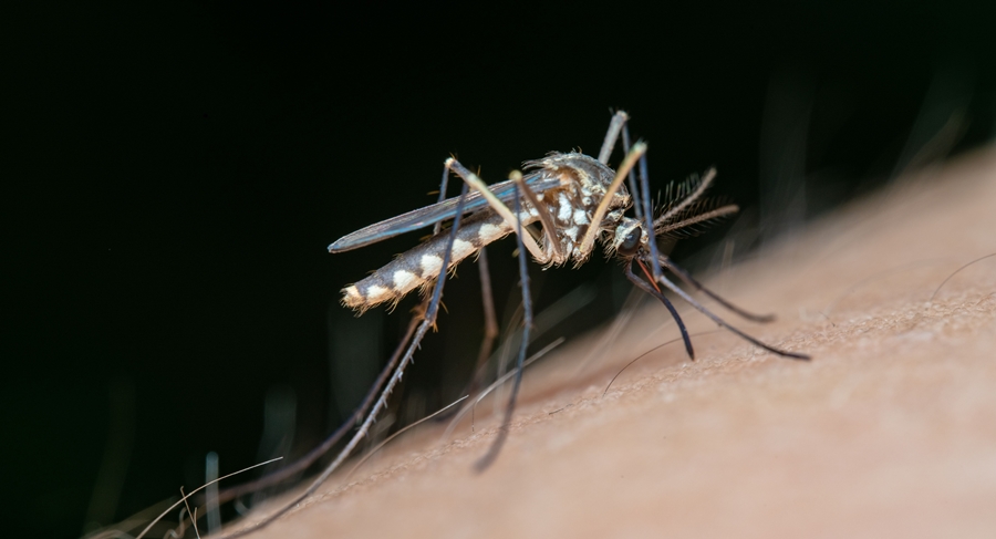 Caz confirmat de infecție cu virusul West Nile la Brăila. DSP recomandă populației măsuri de protecție împotriva țânțarilor
