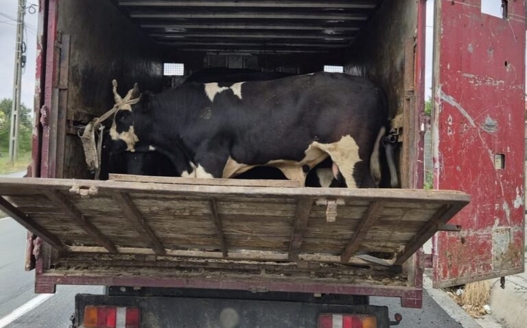 Transporturile de animale în vizorul autorităților. Peste 100 de specialiști ANSVSA, jandarmi și polițiști mobilizați într-o amplă acțiune în Tulcea