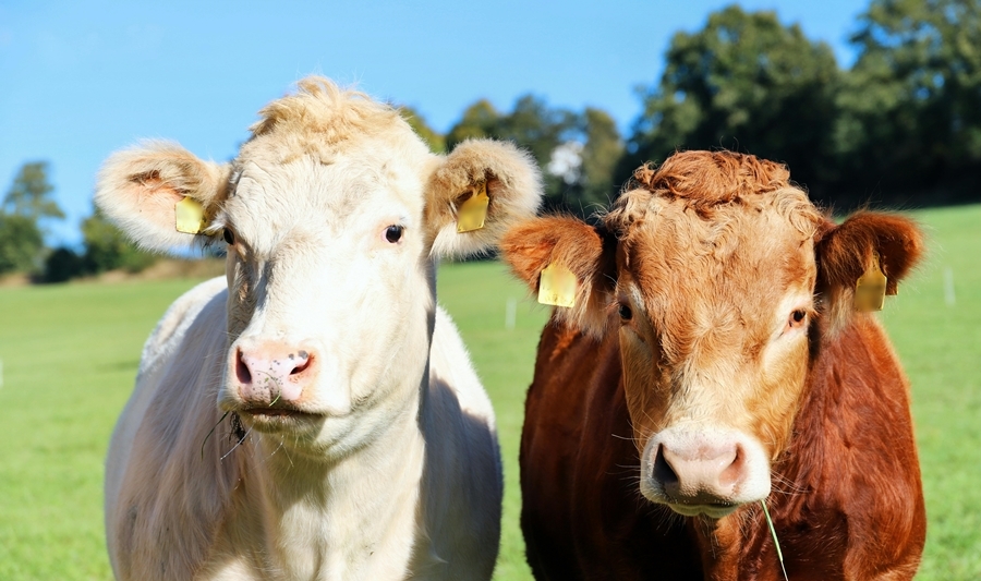 Atenție fermieri! 24 septembrie, termenul-limită pentru depunerea cererilor de ajutor de stat pentru crescătorii de bovine și suine