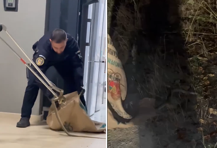 Șarpe de peste 1,5 metri, capturat de jandarmi într-un restaurant din Mamaia Sat