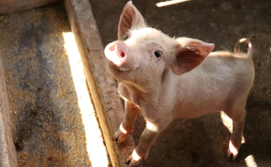 Comisia Europeană a aprobat schema de sprijin pentru crescătorii de porci. Câți bani pot primi fermierii