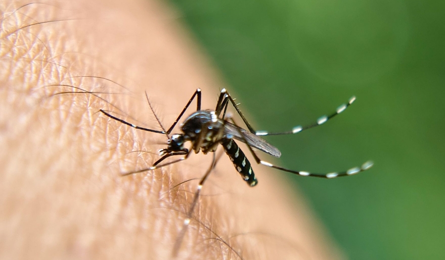 Încă un caz de infecție cu virusul West Nile, depistat în Brăila! Recomandări ale DSP Brăila pentru evitarea îmbolnăvirii cu acest virus